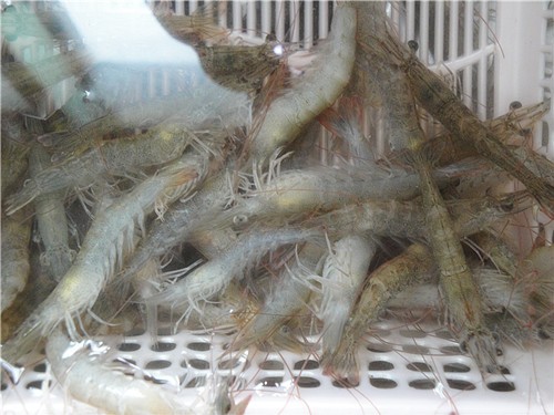 腐衣虾卷的做法