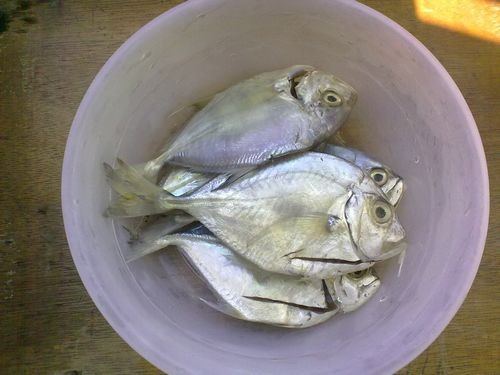 【图】香煎海鱼之三平鱼_香煎海鱼之三平鱼的