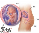孕20周胎儿变化情况
