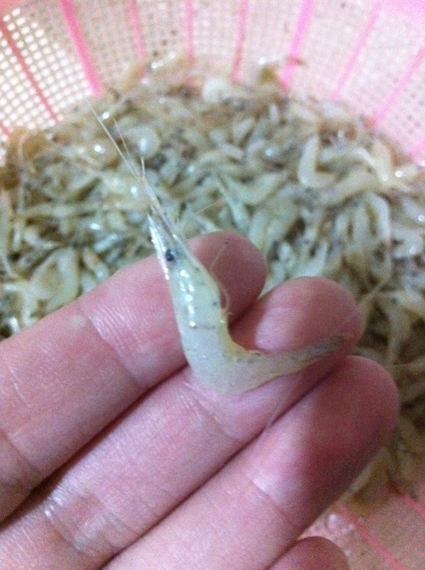 蒜香小河虾