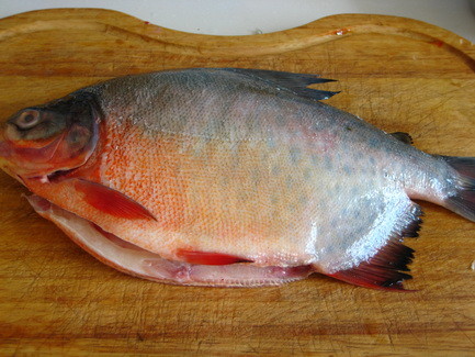 淡水红鲳鱼图片大全图片