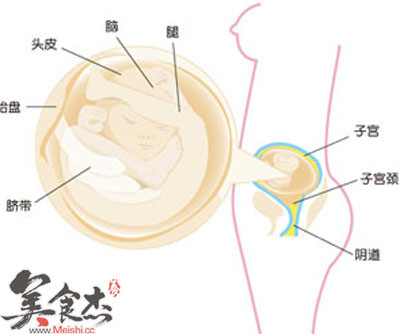 孕5月胎儿位置示意图图片