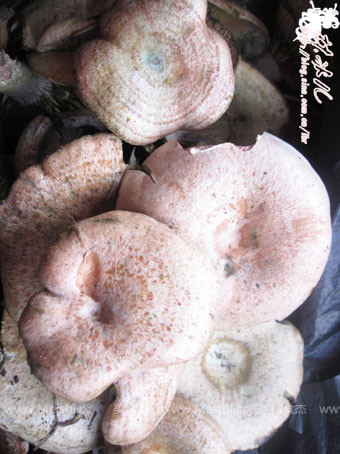 南岳雁鹅菌图片