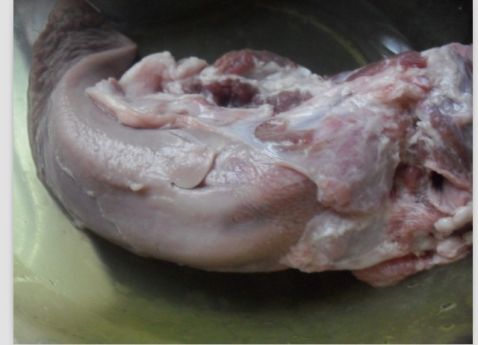 猪舌后面的淋巴图片图片