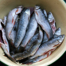 海华子鱼图片