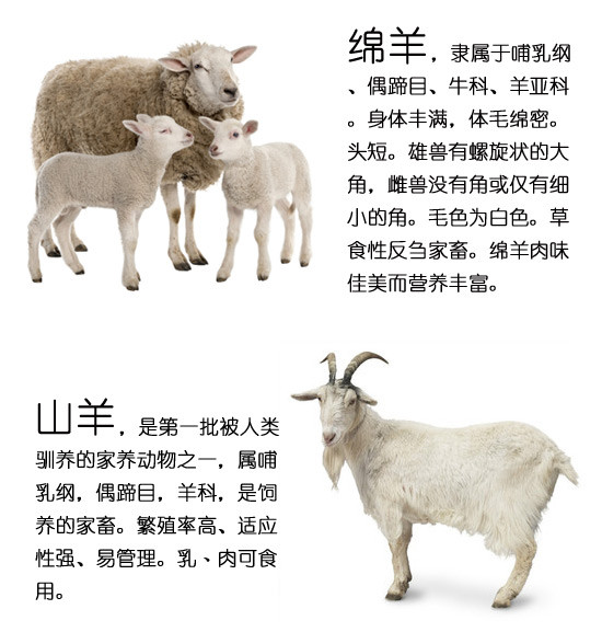 诗歌山羊与绵羊歌谱图片